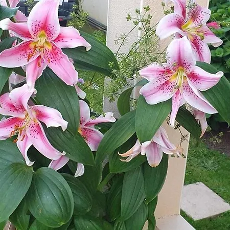 Vendégház A La Topaze #gite Calme #3 Pers #piscine Privee #cholet #wifi Debit #preau #cholet #parc Japonais #puy Du F Ou Le May-sur-Èvre